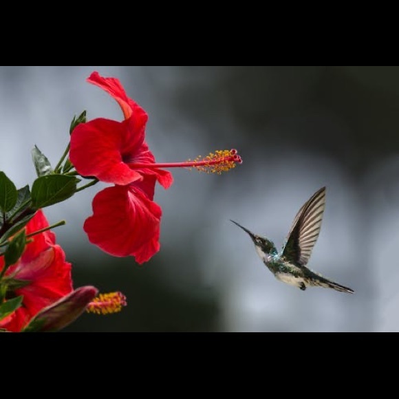 Peace - Picture 1 of 3